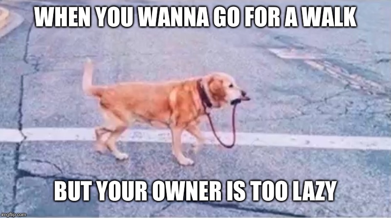 If my dog did this I'd be confused | WHEN YOU WANNA GO FOR A WALK; BUT YOUR OWNER IS TOO LAZY | image tagged in memes,funny,dog,walk,pets,animals | made w/ Imgflip meme maker