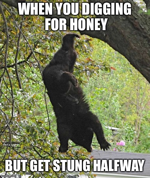 WHEN YOU DIGGING FOR HONEY; BUT GET STUNG HALFWAY | image tagged in memes,funny,bear,honey,bees,sting | made w/ Imgflip meme maker