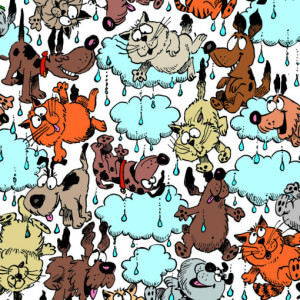 High Quality its raining cats and dogs Blank Meme Template