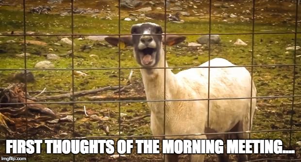 Screaming goat | FIRST THOUGHTS OF THE MORNING MEETING.... | image tagged in screaming goat | made w/ Imgflip meme maker