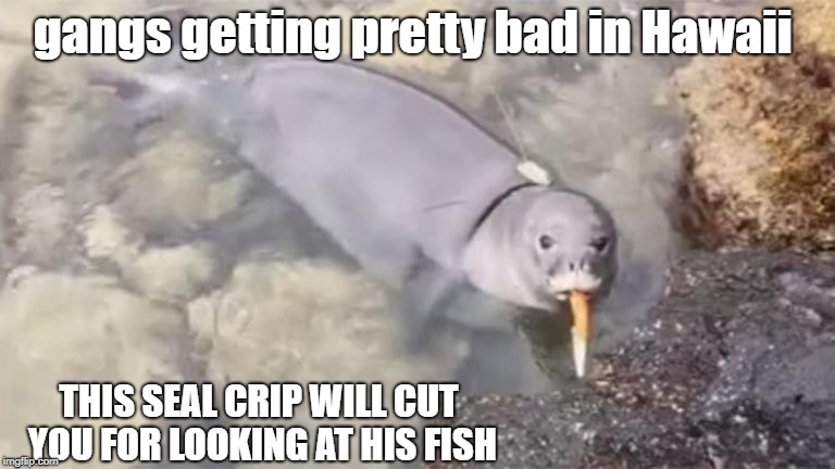 things are bad all over | gangs getting pretty bad in Hawaii; THIS SEAL CRIP WILL CUT YOU FOR LOOKING AT HIS FISH | image tagged in awkward moment seal,gang banging seal | made w/ Imgflip meme maker
