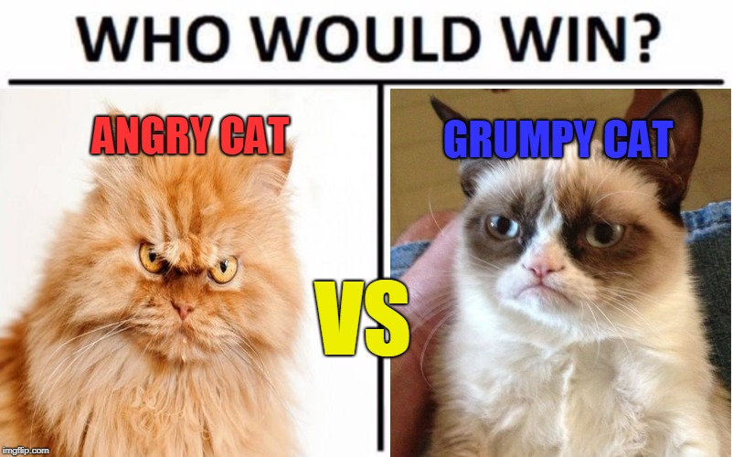 Get ready For the greatest battle OF. ALL. TIME. It's Angry Cat vs Grumpy Cat in the mother of all showdowns! Vote in comments!  | GRUMPY CAT; ANGRY CAT; VS | image tagged in epic battle,cat fight,angry cat vs grumpy cat,memes,place your bets,who do you choose | made w/ Imgflip meme maker