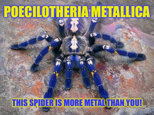 Kill ‘em All | POECILOTHERIA METALLICA; THIS SPIDER IS MORE METAL THAN YOU! | image tagged in heavy metal,spider,arachnophobia,colorful,memes | made w/ Imgflip meme maker