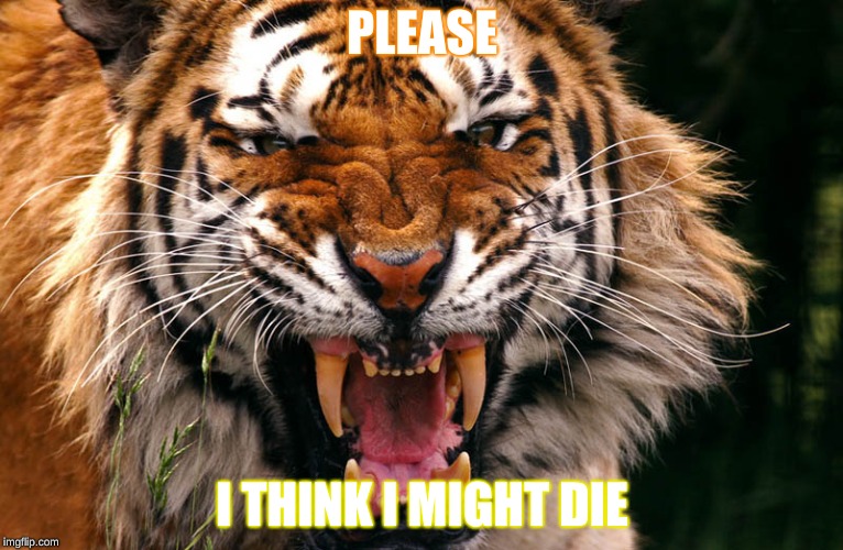 Tiger | PLEASE; I THINK I MIGHT DIE | image tagged in tiger,animals | made w/ Imgflip meme maker