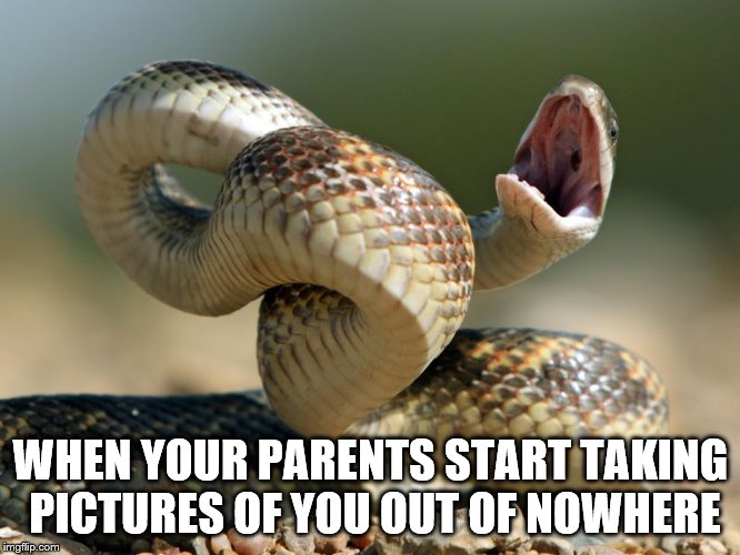 They Always Capture You While Your Trying To Get Away | WHEN YOUR PARENTS START TAKING PICTURES OF YOU OUT OF NOWHERE | image tagged in pictures,snake,parents | made w/ Imgflip meme maker