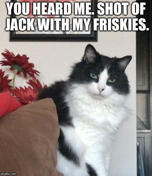 Declanbomb | image tagged in cats,cat | made w/ Imgflip meme maker