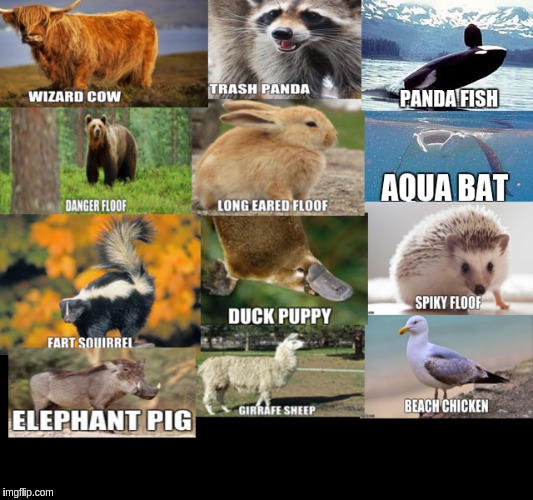 renamed animals | image tagged in animals,memes | made w/ Imgflip meme maker