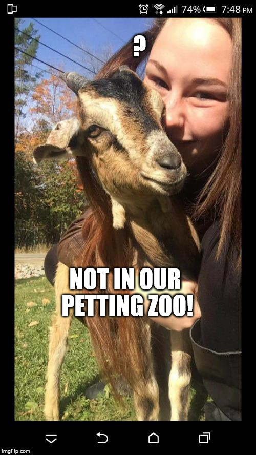 ? NOT IN OUR PETTING ZOO! | image tagged in goat girl | made w/ Imgflip meme maker