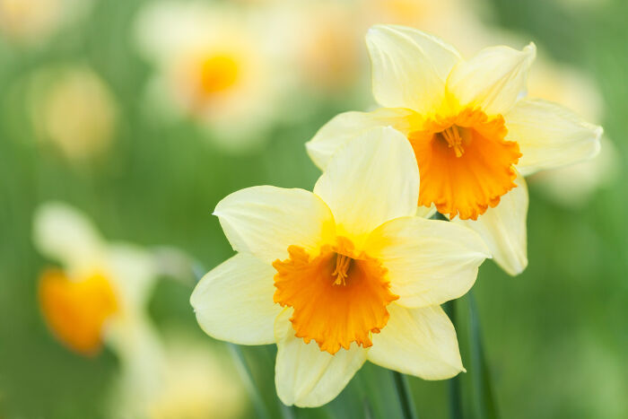 Narcissus flower Blank Meme Template