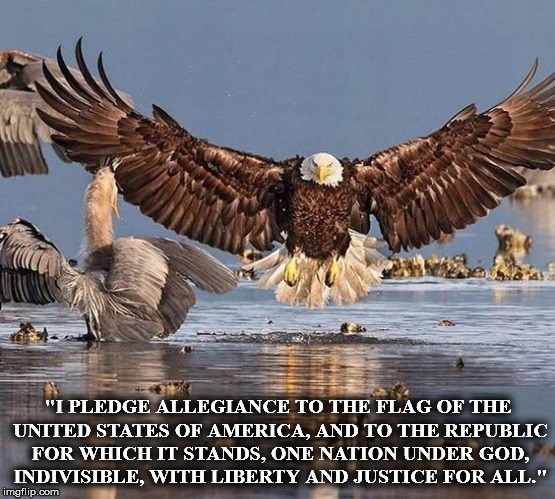 "I PLEDGE ALLEGIANCE TO THE FLAG OF THE UNITED STATES OF AMERICA, AND TO THE REPUBLIC FOR WHICH IT STANDS, ONE NATION UNDER GOD, INDIVISIBLE, WITH LIBERTY AND JUSTICE FOR ALL." | image tagged in eagle | made w/ Imgflip meme maker