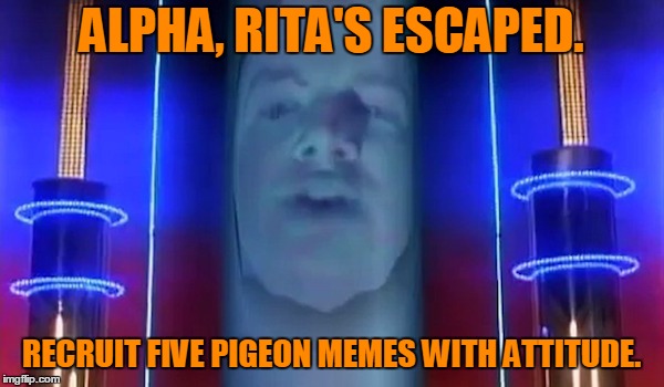 ALPHA, RITA'S ESCAPED. RECRUIT FIVE PIGEON MEMES WITH ATTITUDE. | made w/ Imgflip meme maker