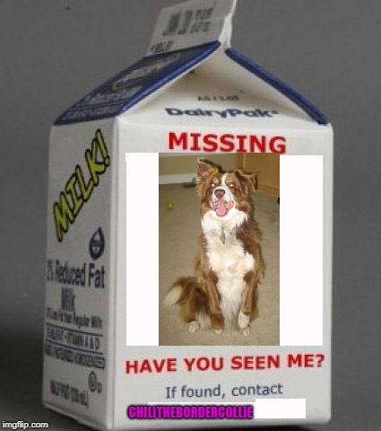 Milk carton | CHILITHEBORDERCOLLIE | image tagged in milk carton,chili the border collie,dogs,border collie,chili | made w/ Imgflip meme maker