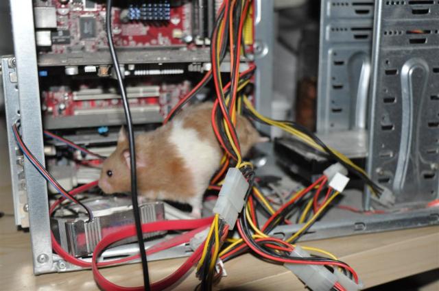High Quality Computer Hamster Blank Meme Template