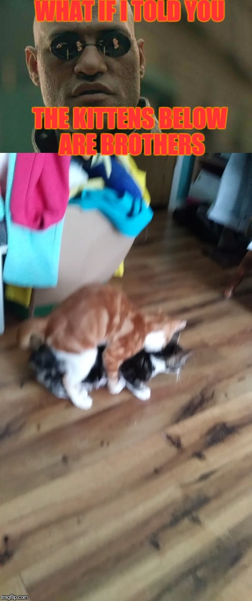 My Kittens are Gay | WHAT IF I TOLD YOU; THE KITTENS BELOW ARE BROTHERS | image tagged in gay,matrix morpheus,what if i told you,cats,kittens,meme | made w/ Imgflip meme maker