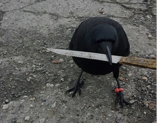 High Quality Knife crow Blank Meme Template