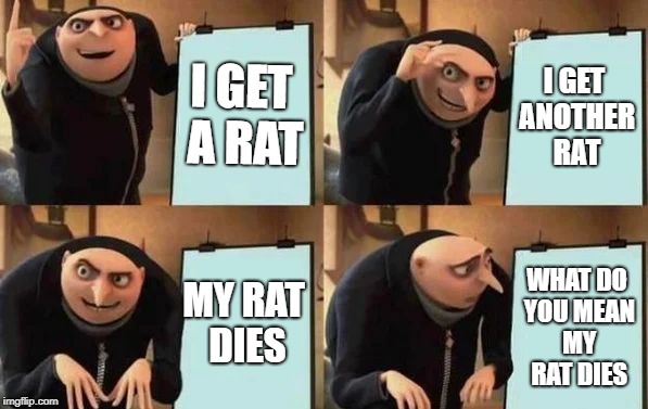 Gru's Plan Meme | I GET A RAT; I GET ANOTHER RAT; MY RAT DIES; WHAT DO YOU MEAN MY RAT DIES | image tagged in gru's plan | made w/ Imgflip meme maker