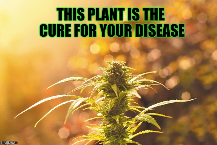 The Cure | THIS PLANT IS THE CURE FOR YOUR DISEASE | image tagged in weed,marijuana,smoke,smoke weed everyday | made w/ Imgflip meme maker