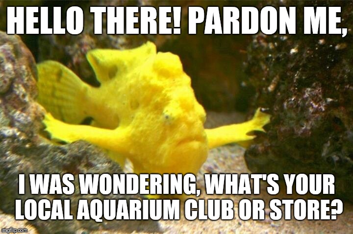 Excuse Me Rocks Fish | HELLO THERE! PARDON ME, I WAS WONDERING, WHAT'S YOUR LOCAL AQUARIUM CLUB OR STORE? | image tagged in excuse me rocks fish | made w/ Imgflip meme maker