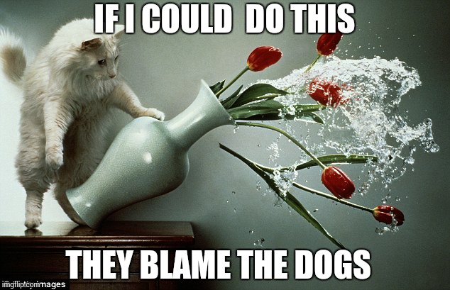 Cats can blame on dogs   | IF I COULD  DO THIS; THEY BLAME THE DOGS | image tagged in naughty cat,dogs,cats | made w/ Imgflip meme maker