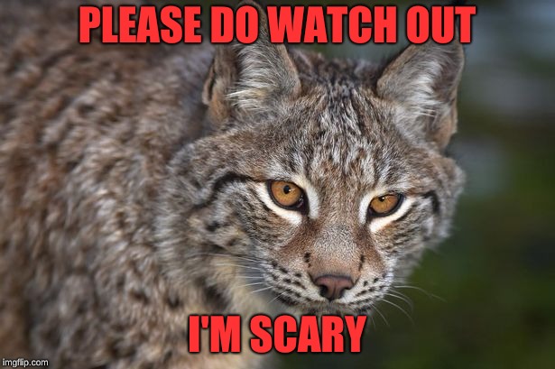 Lynx | PLEASE DO WATCH OUT; I'M SCARY | image tagged in surprised blue lynx,animals | made w/ Imgflip meme maker