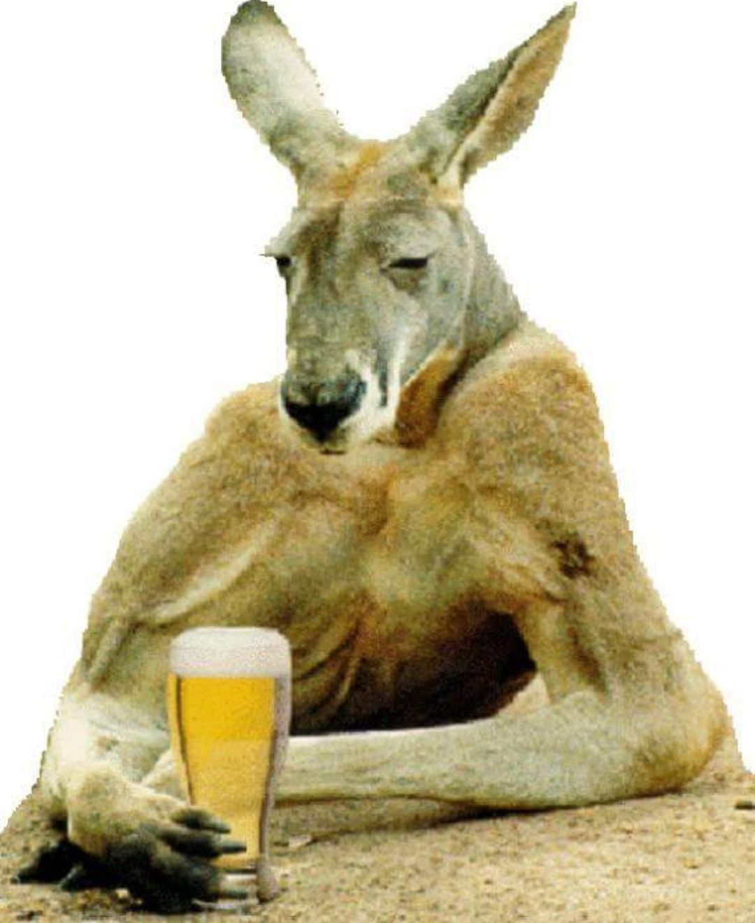 High Quality Breakup Party kangaroo Blank Meme Template
