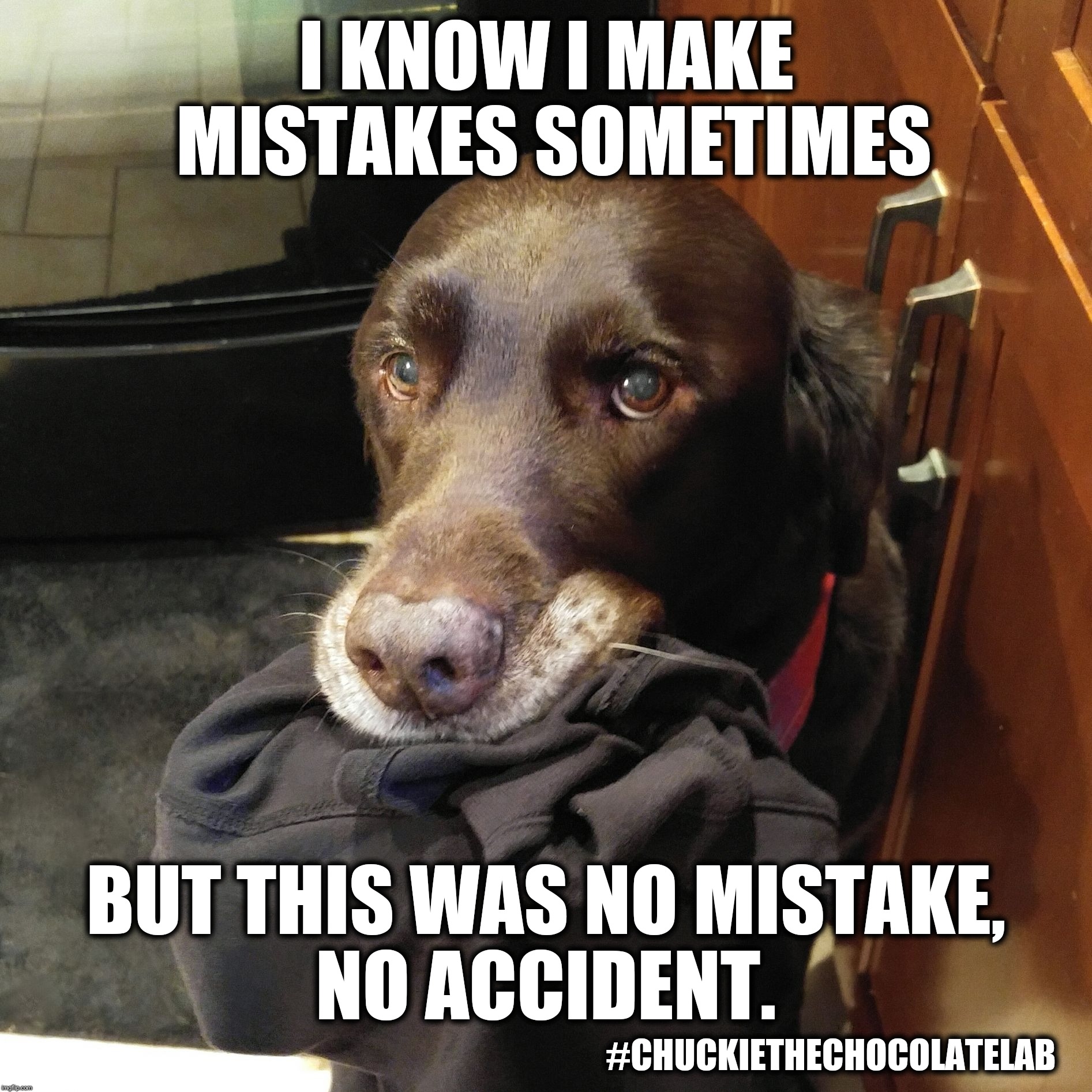 Chuckie Makes Mistakes Sometimes  | I KNOW I MAKE MISTAKES SOMETIMES; BUT THIS WAS NO MISTAKE, NO ACCIDENT. #CHUCKIETHECHOCOLATELAB | image tagged in chuckie the chocolate lab teamchuckie,chuckie makes mistakes sometimes,dogs,funny,memes,cute | made w/ Imgflip meme maker