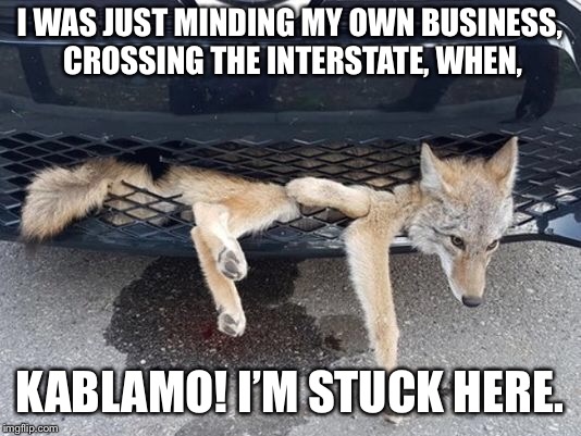 I WAS JUST MINDING MY OWN BUSINESS, CROSSING THE INTERSTATE, WHEN, KABLAMO! I’M STUCK HERE. | image tagged in minding my own business,fox,cars | made w/ Imgflip meme maker