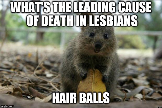 offensive quokka April 21-26 a CANADA22465 and StudioOBC event | WHAT'S THE LEADING CAUSE OF DEATH IN LESBIANS; HAIR BALLS | image tagged in offensive joke quokka good quality,canada22465,studioobc,gay | made w/ Imgflip meme maker