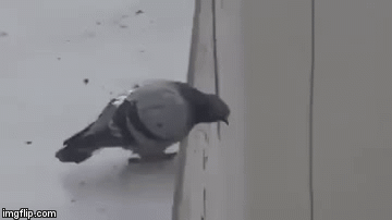 pigeon.exe has stopped working - Imgflip