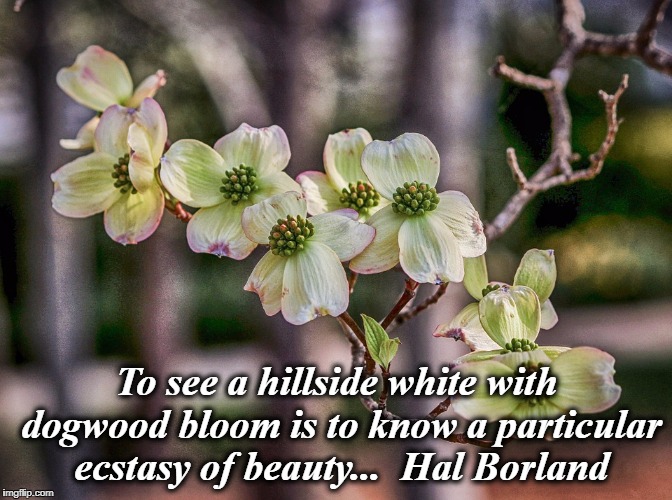 Ecstasy of Beauty | To see a hillside white with dogwood bloom is to know a particular ecstasy of beauty...  Hal Borland | image tagged in dogwood,spring,flower,beauty | made w/ Imgflip meme maker