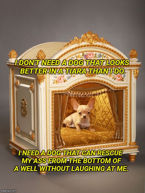 Lassie |  I DON'T NEED A DOG THAT LOOKS BETTER IN A TIARA THAN I DO. I NEED A DOG THAT CAN RESCUE MY ASS FROM THE BOTTOM OF A WELL WITHOUT LAUGHING AT ME. | image tagged in puppies,cute puppies,big dog little dog,lassie,murphy's law | made w/ Imgflip meme maker