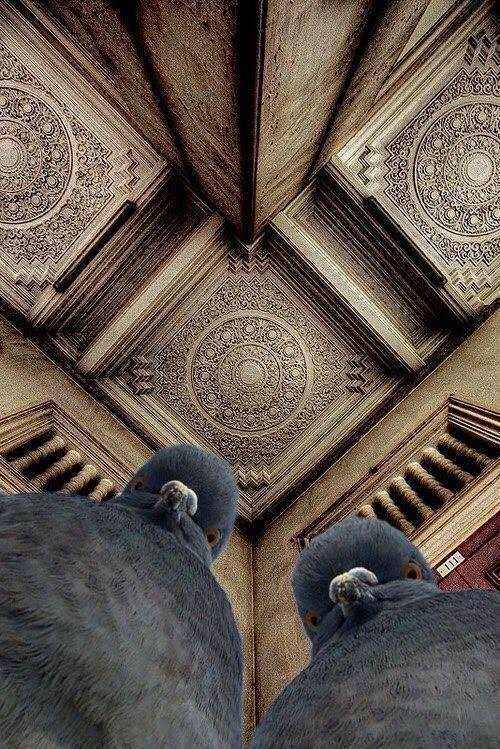 Intimidating Pigeons Blank Meme Template