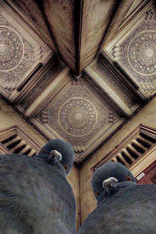 High Quality Intimidating Pigeons Blank Meme Template