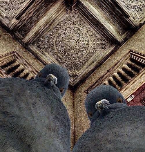 Angry Pigeons Blank Meme Template