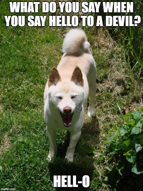 Laughing Shiba Inu | WHAT DO YOU SAY WHEN YOU SAY HELLO TO A DEVIL? HELL-O | image tagged in laughing shiba inu | made w/ Imgflip meme maker