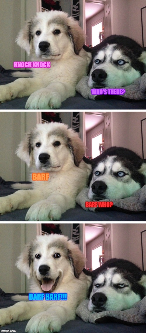 Bad pun dogs | KNOCK KNOCK; WHO'S THERE? BARF; BARF WHO? BARF BARF!!! | image tagged in bad pun dogs,barf,knock knock dogs | made w/ Imgflip meme maker