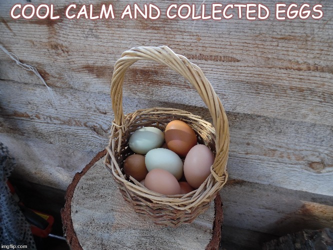 COOL CALM AND COLLECTED EGGS | made w/ Imgflip meme maker