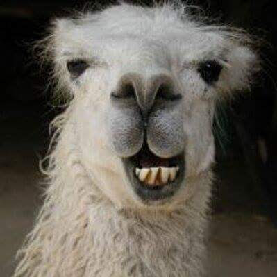 High Quality Handsome llama Blank Meme Template