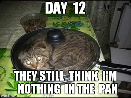 Crazy cats | DAY  12; THEY STILL  THINK  I'M  NOTHING  IN THE  PAN | image tagged in crazy cats | made w/ Imgflip meme maker
