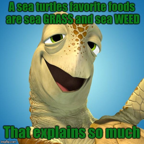 Read this tidbit on a National Geographic Kids info card about sea turtles | A sea turtles favorite foods are sea GRASS and sea WEED; That explains so much | image tagged in disney crush,memes | made w/ Imgflip meme maker