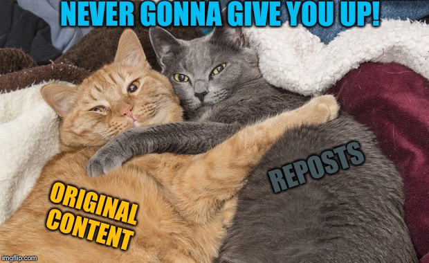 Together forever, and never to part, together forever we two... | NEVER GONNA GIVE YOU UP! REPOSTS; ORIGINAL CONTENT | image tagged in two cats hugging,memes | made w/ Imgflip meme maker