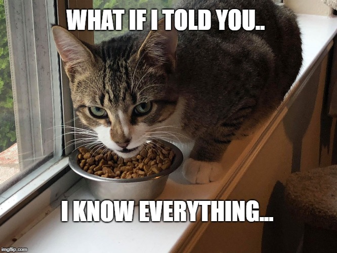 Blackmail Cat..  | WHAT IF I TOLD YOU.. I KNOW EVERYTHING... | image tagged in blackmail,cat,zucc,knows everything | made w/ Imgflip meme maker