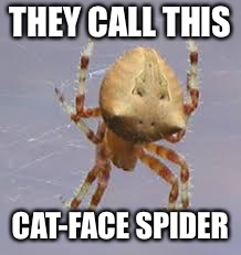 THEY CALL THIS CAT-FACE SPIDER | made w/ Imgflip meme maker