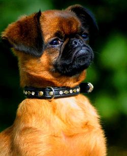 Impressed Petit Brabancon Blank Meme Template