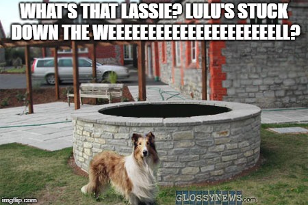 WHAT'S THAT LASSIE? LULU'S STUCK DOWN THE WEEEEEEEEEEEEEEEEEEEEELL? | image tagged in lassie | made w/ Imgflip meme maker