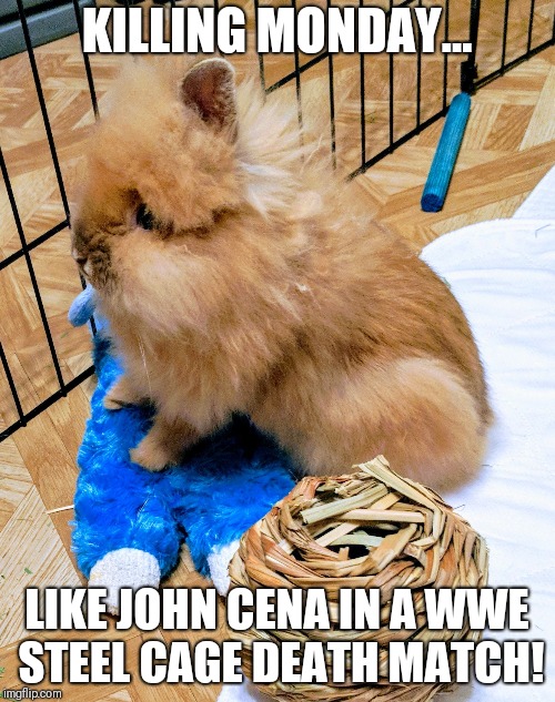 Killing Monday | KILLING MONDAY... LIKE JOHN CENA IN A WWE STEEL CAGE DEATH MATCH! | image tagged in killing it,wwe,monday,wrestling | made w/ Imgflip meme maker