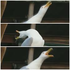 High Quality Seagull screaming Blank Meme Template