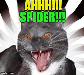 AHHH!!! SPIDER!!! | made w/ Imgflip meme maker