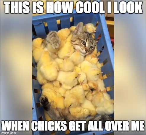 Cool Cat with Chicks | THIS IS HOW COOL I LOOK; WHEN CHICKS GET ALL OVER ME | image tagged in funny,memes,chicks,cat,cool,cool cat | made w/ Imgflip meme maker
