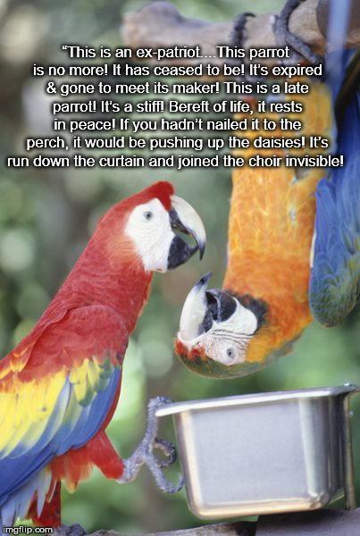 Ex-Parrot | “This is an ex-patriot....This parrot is no more! It has ceased to be! It’s expired & gone to meet its maker! This is a late parrot! It’s a stiff! Bereft of life, it rests in peace! If you hadn’t nailed it to the perch, it would be pushing up the daisies! It’s run down the curtain and joined the choir invisible! | image tagged in ex-parrot | made w/ Imgflip meme maker